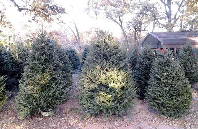 Christmas Tree Farm with Bed and Breakfast accommodations located on a 12 acre propertyin the Peaceful Countryside between Bryan and Hearne Tx