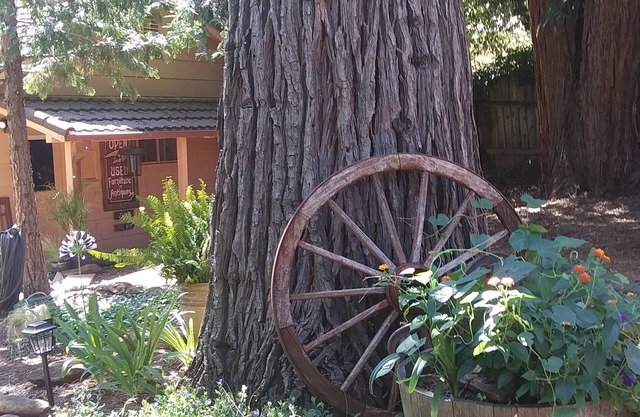 Coming Soon... Cozy little Bungalow apartment nestled under the Sequoia