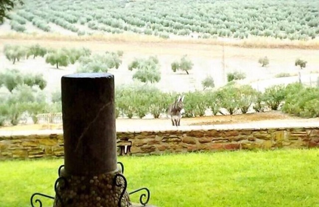 Cortijo Cabañas Ferienwohnungen auf dem Land. Apt- zuerst rechts