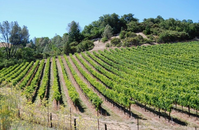 Country Cottage on a beautiful Winecountry Vineyard