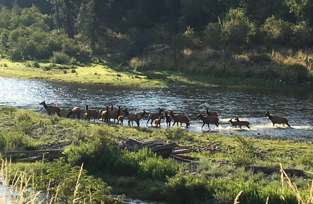 Country retreat with Mountain View’s and pool World class fishing and hunting