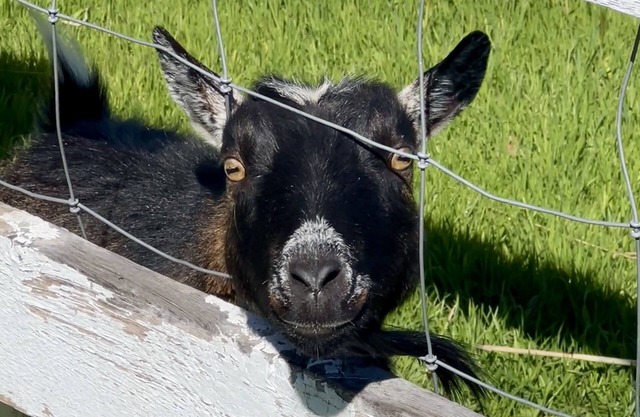 Countryside Retreat - A ranch on 12 acres of rolling hills with goats and sheep