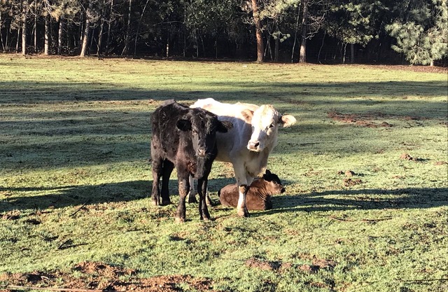 Cow Palace II, Kurzurlaub auf dem Land