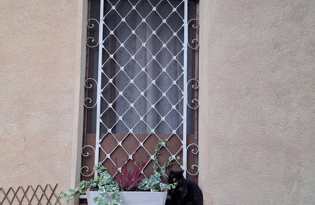Cozy apartment near the center with garden, pets allowed