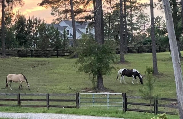 Cozy cottage over looking 40 acre horse farm. 5 mile to historical Pinehurst