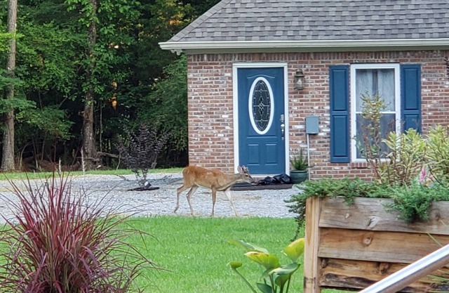 Cozy guesthouse minutes from multiple amenities