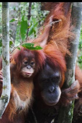 Dendi guest house official trekking