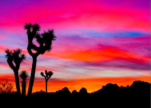 Desert Escape 4BR and 3BA Minutes to Joshua Tree