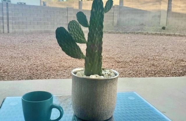 Desert Rose is a spacious 3 bedroom 2 bath house close to downtown