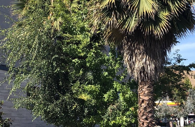 Diablo Mountain Inn - Walnut Creek