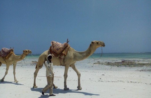 Diani Beach Kenia. Ein kleines Paradies auf Erden