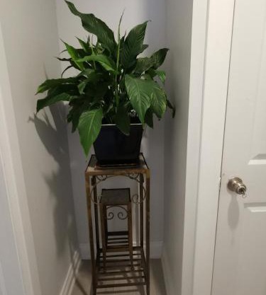 Downtown Apartment