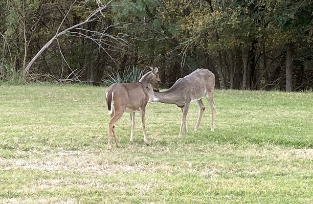 En-Deer-ing Pet Friendly Retreat 🐕