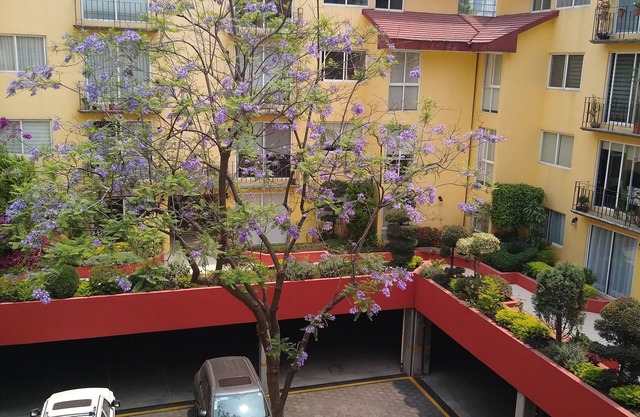 Enjoy the best location on Mexico City in San Angel