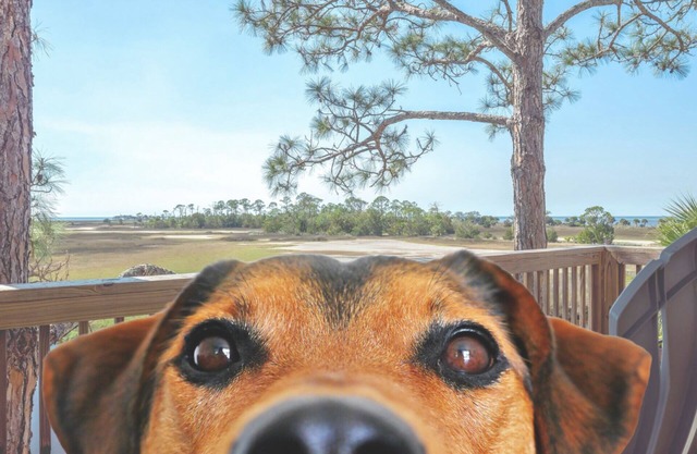 Waterfront house w/boat dock, covered deck, pets welcome- 1 mile to Keaton Beach