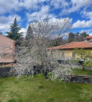Etna sotto il ciliegio