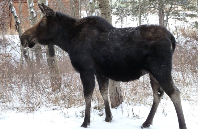 Superior 1BR Eigentumswohnung in Espen - Ideale Winter / Sommer Lage!