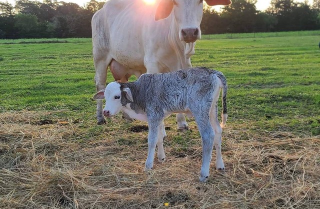 Experience the Texas Country on an Authentic Texas Ranch!