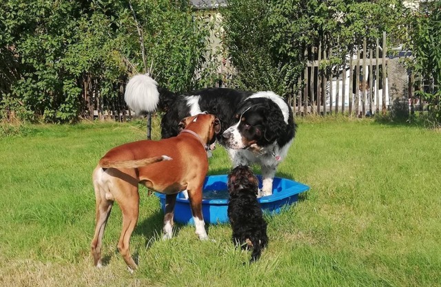 Ferienhof Höhensonne - Urlaub mit Hund - Ferienwohnung 1, 3 Schlafräume