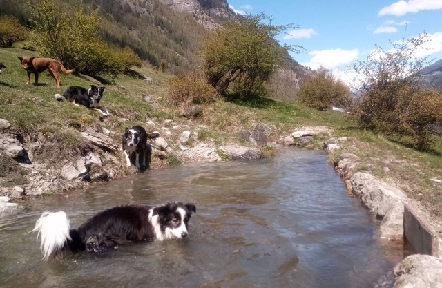 Abseits - Urlaub mit Hund - Ferienwohnung Abseits