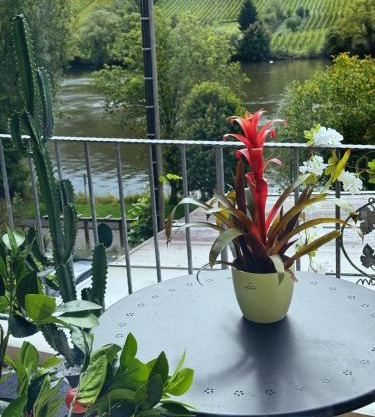 Ferienwohnung Moselblick Zell - Balkon und Gemeinschaftsterrasse