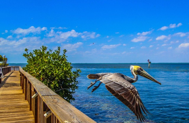 Florida Bay Club
