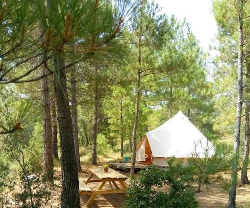 Forest Days