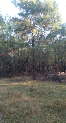 Forest Gama campsite