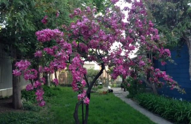 Die Executive Gartensuite