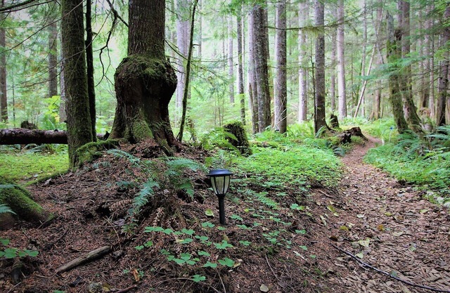 Glamping Yurt with SHARED bath, 1 Mile from Mt Rainier Entrance