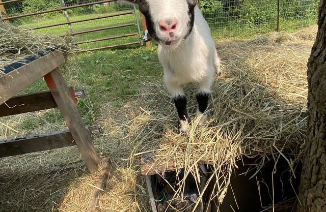 Goat Crazy Homestead