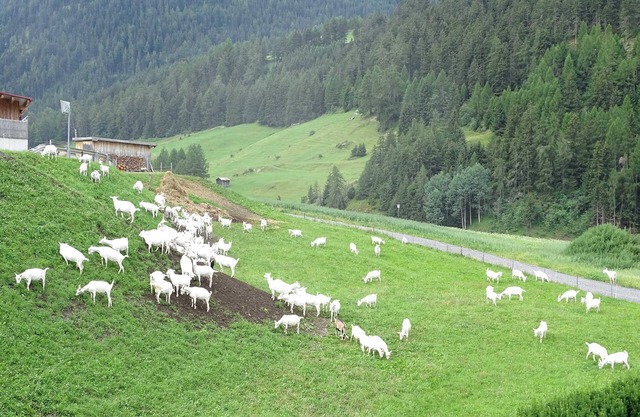 Ziegenblick - Alpenfrieden