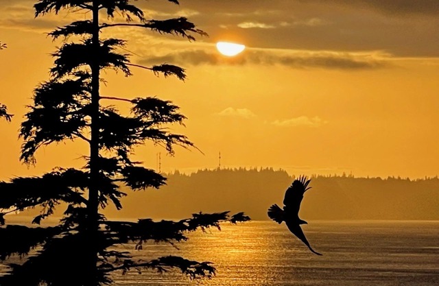 Gorgeous new Ocean View Studio Suite at The Cottage at the Cove Telegraph Cove