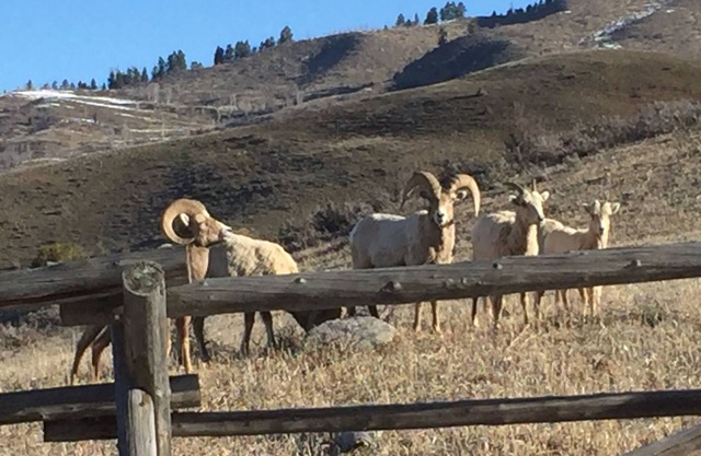 Tolle Flucht und kurze Fahrt von der Innenstadt von Jackson Hole