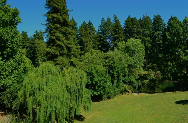 Guerneville Lodge
