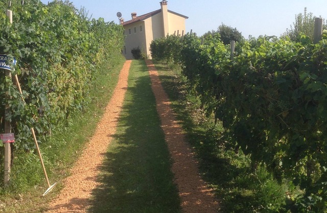 Gästehaus mit 2 Appartements am Landgut mit Prosecco Weingarten
