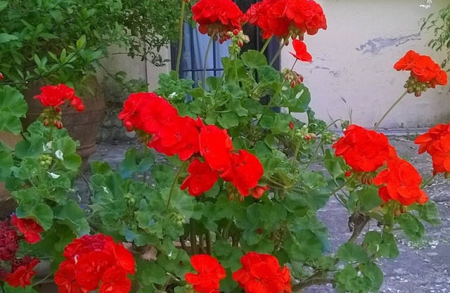 Hilltop Paradise Cottage, nur einen Steinwurf von Florenz entfernt!