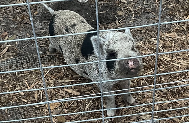 Hobby Farm Cottage in the woods with exotic pets and farm animals. Pet Friendly!