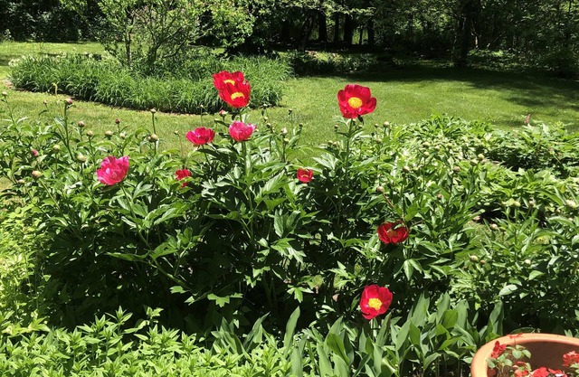 Home in the woods with Views, Quiet, Gardens, near Tanglewood,