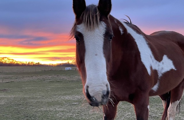 Horses, Big Sky, Boat and Horse Trailer Parking, Acreage, Tiny Home