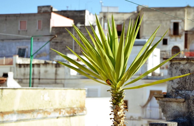 Ferienhaus für 5 Gäste mit 100m² in Canosa di Puglia (77378)