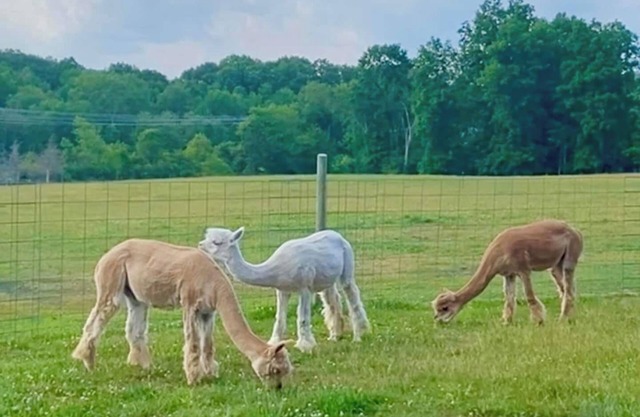 Hudson Valley Farm Getaway-East/Alpaca Lane-Apt 1