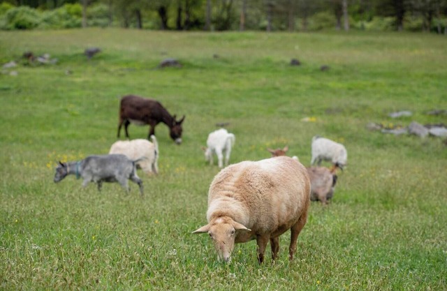 Hudson Valley Farm Getaway- West/Llama Lover Lane