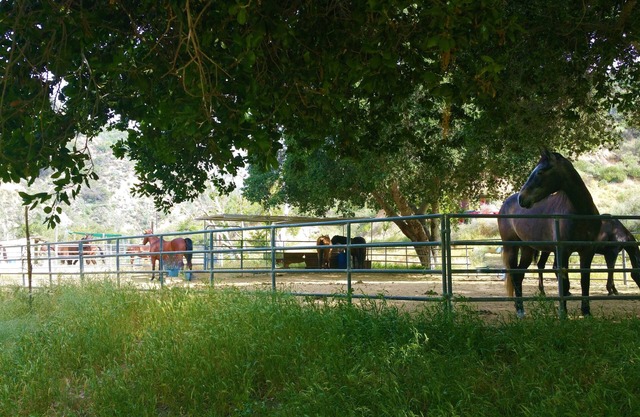 Huge Ranch,Wedding/Event/Party 200 guests plus cottage or Camping group