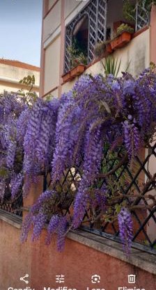 Il GLICINE