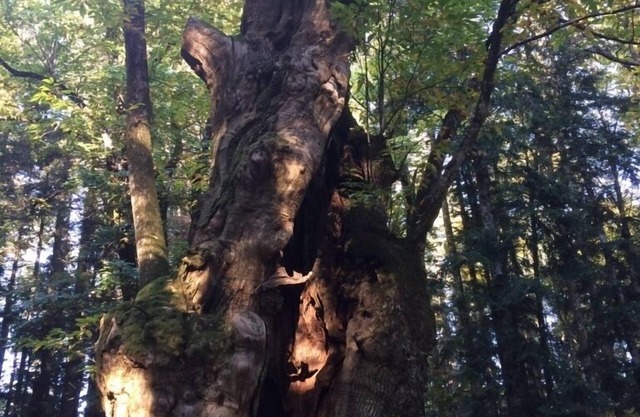 Im Schatten der Kastanienbäume des Casentino