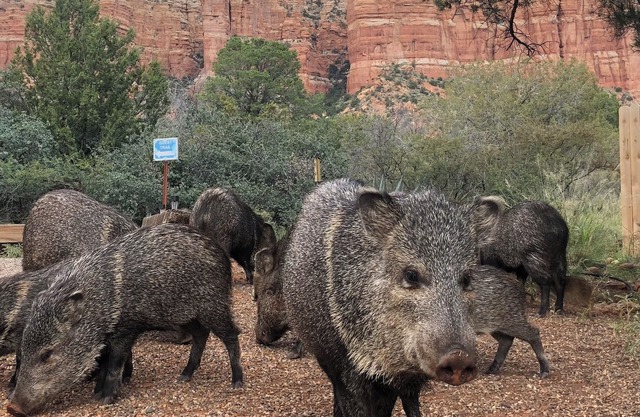 Javelina Heaven- Secluded-Private Trail-King Beds-Wildlife