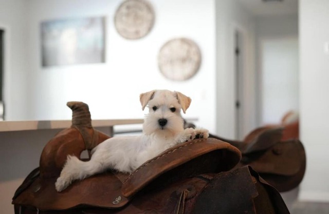 Jump Right IN Pool Pets Outdoors