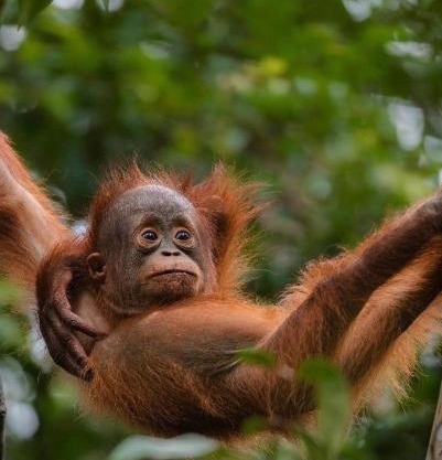 JUNGLE LIFE GUEST HOUSE - Trekking & Transport Only Book With Us