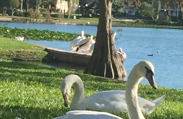 Reinigungsgebühren inbegriffen! Nur wenige Schritte vom Florida Southern College und dem Lake Morton entfernt